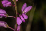 Scalloped milkwort